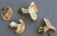 Cortinarius caesiostramineus