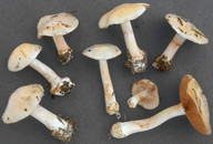 Cortinarius caesiostramineus