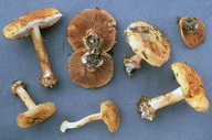 Cortinarius piceae