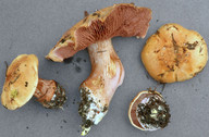 Cortinarius haasii