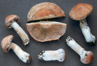 Cortinarius claricolor