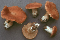 Cortinarius crassus