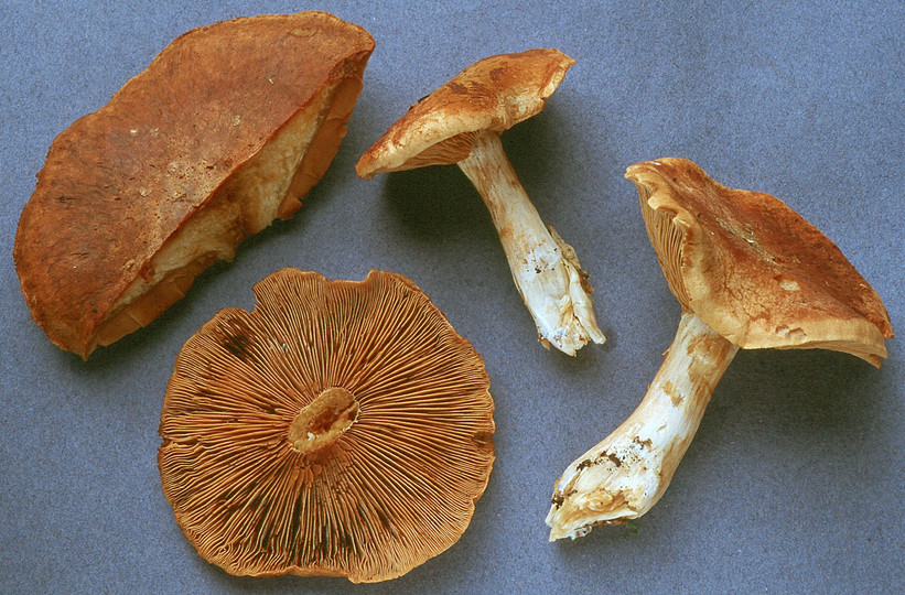 Cortinarius crassus