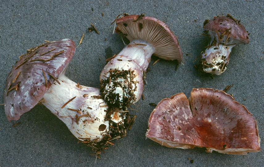 Cortinarius cumatilis