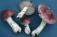 Cortinarius cumatilis