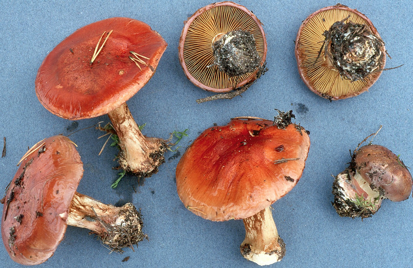 Cortinarius cupreorufus