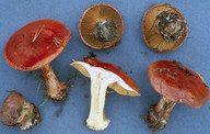 Cortinarius cupreorufus