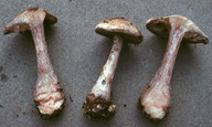Cortinarius cyanites