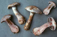 Cortinarius cyanites