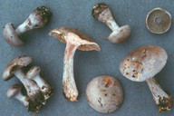 Cortinarius cyanites