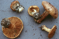 Cortinarius elegantior