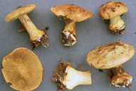 Cortinarius fageticola