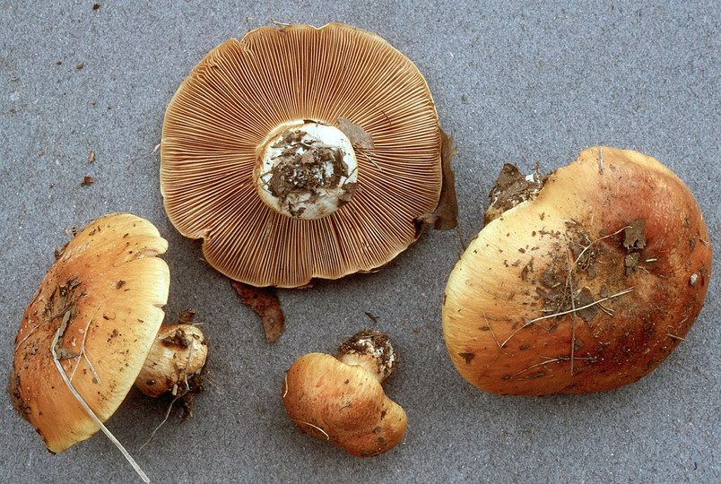 Cortinarius glaucopus