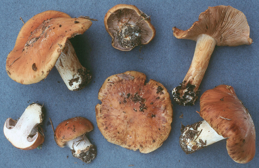 Cortinarius glaucopus