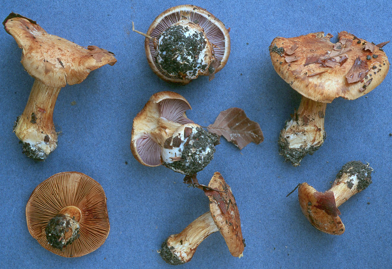 Cortinarius glaucopus