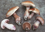 Cortinarius largus