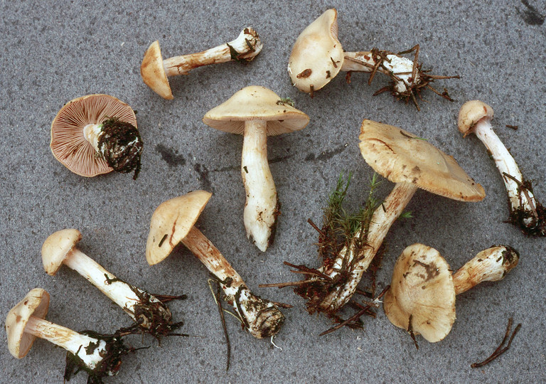 Cortinarius leucophanes