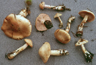 Cortinarius leucophanes