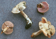 Cortinarius leucophanes