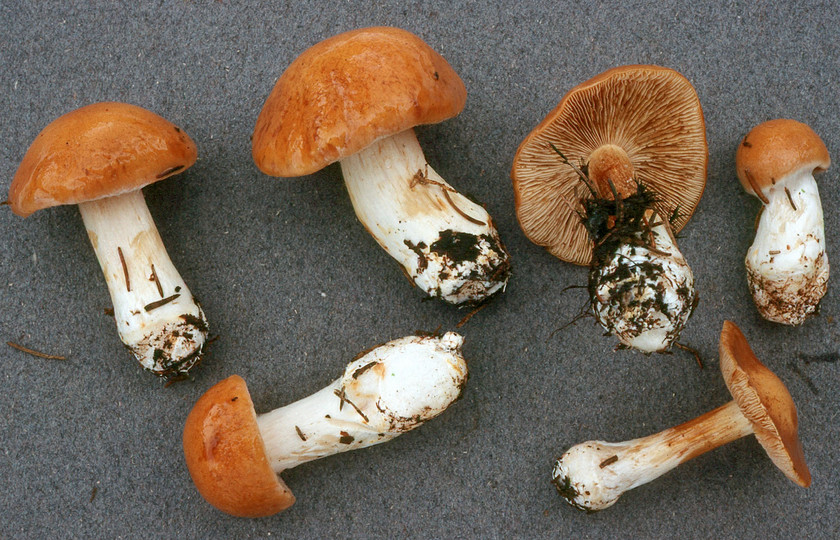 Cortinarius multiformis