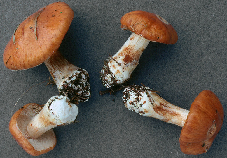 Cortinarius multiformis