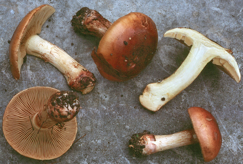 Cortinarius nanceiensis