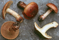 Cortinarius nanceiensis