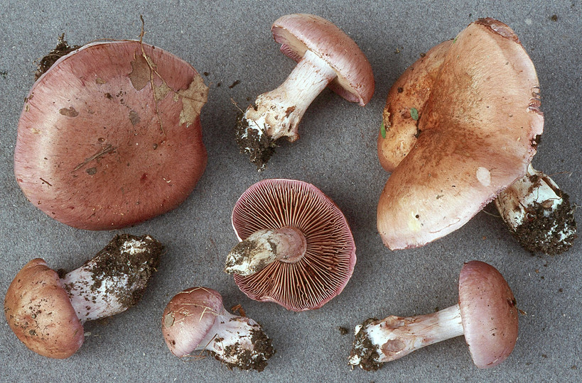 Cortinarius largus