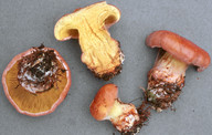 Cortinarius odorifer