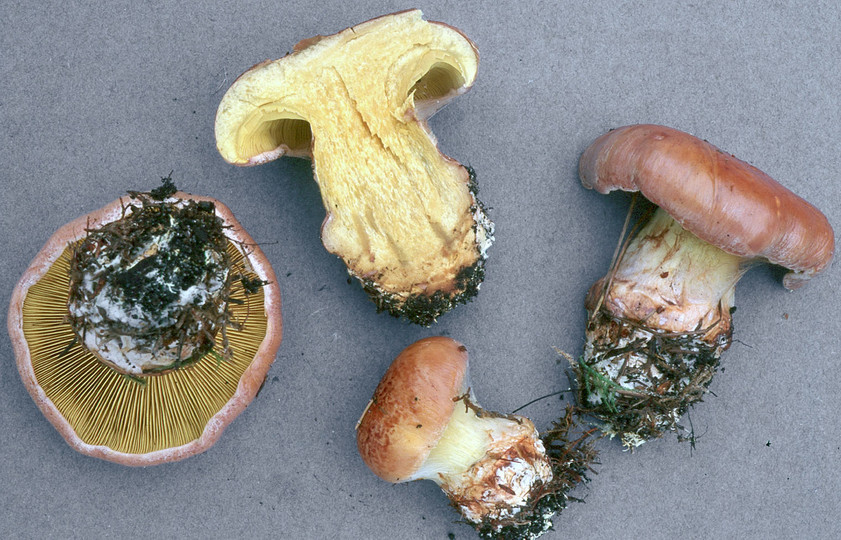 Cortinarius odorifer