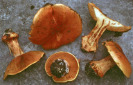 Cortinarius olearioides