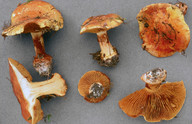 Cortinarius olearioides