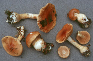 Cortinarius olidus