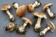 Cortinarius olidus