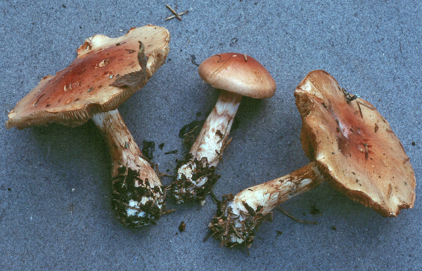 Cortinarius papulosus