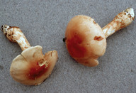 Cortinarius papulosus