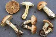 Cortinarius percomis