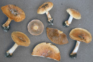 Cortinarius polymorphus