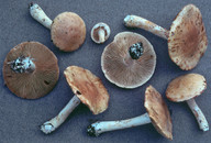 Cortinarius populinus