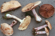 Cortinarius porphyropus