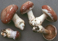 Cortinarius praestans