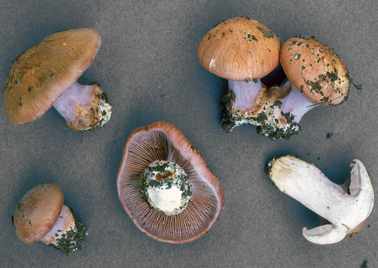 Cortinarius prasinocyaneus