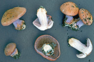 Cortinarius prasinocyaneus