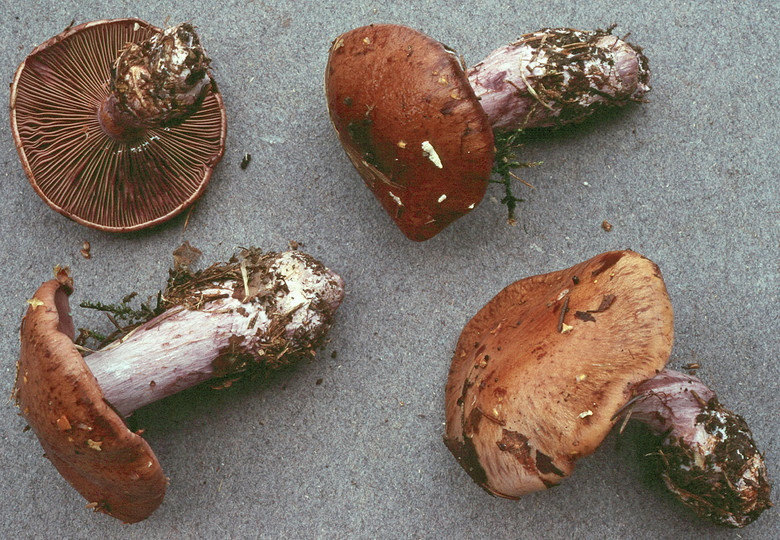 Cortinarius purpurascens