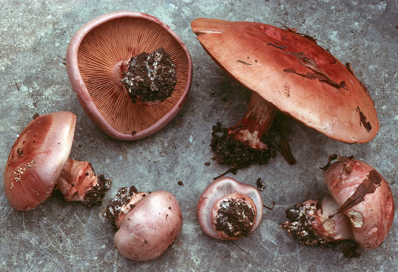 Cortinarius rufoolivaceus