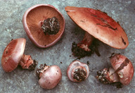 Cortinarius rufoolivaceus