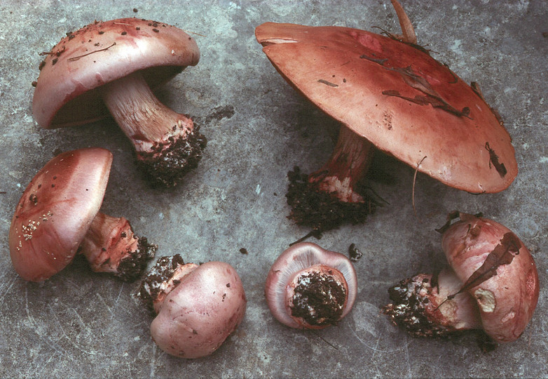 Cortinarius rufoolivaceus