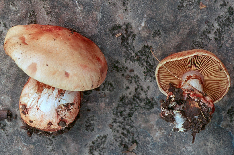 Cortinarius rufoolivaceus