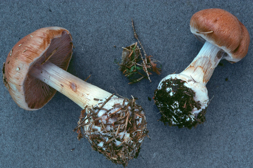 Cortinarius riederi