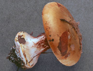 Cortinarius saporatus